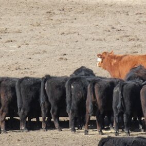 Cattle by-product feeding