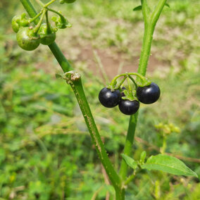 Black nightshade- poisonous to cattle grazing