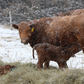 Newborn calf drinking milk from a cow near hay in a snowy pasture.