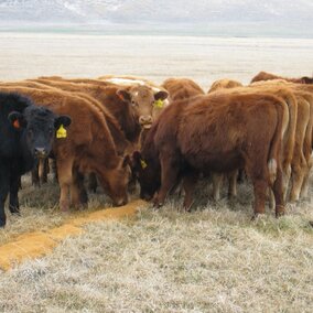 cattle feeding from ground