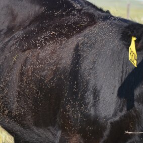 214 horn flies on the side of an animal- over the economic threshhold.