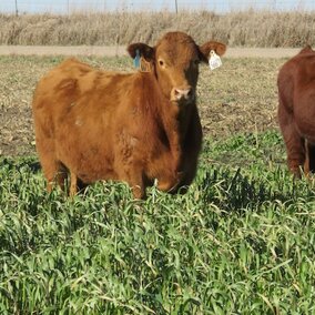 three cows in field