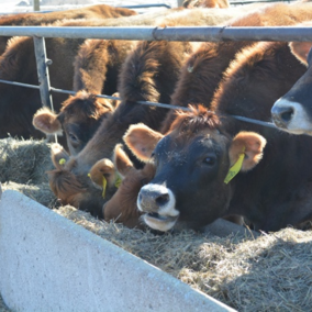 Cattle eat feed out of a cement bunk