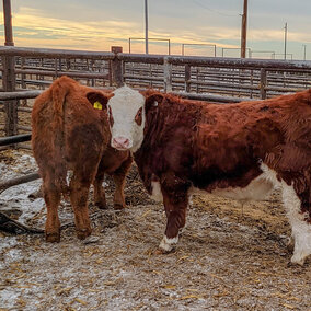 4H steers