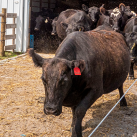 cattle moving through pen