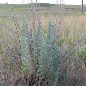 Absinth Wormwood Plant