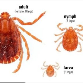 Asian longhorned ticks