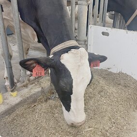 Black and white cow eating hay in a stall
