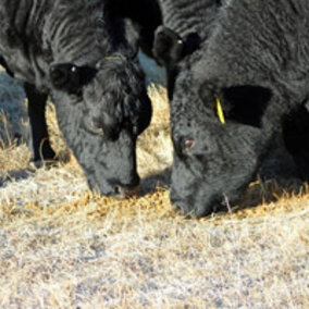 Cows grazing in a field