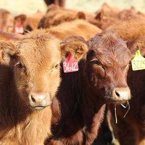 Backgrounded calves