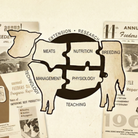 A composite image features a large central graphic of a cow silhouette, which is segmented into puzzle pieces labeled "MEATS," "NUTRITION," "BREEDING," "MANAGEMENT," and "PHYSIOLOGY," and encircled by the text "EXTENSION • RESEARCH," "TECHNOLOGY," and "TEACHING." This central graphic is superimposed over a background montage of archived "Nebraska Beef Cattle Report" and "Annual Feeders' Day" covers from the 1950s and 1960s, displaying historical photographs of cattle, ranches, and titles.