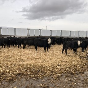 Cattle in bedded feedyard