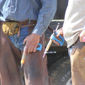 Vaccines ready to be given at a branding. Photo credit: Troy Walz