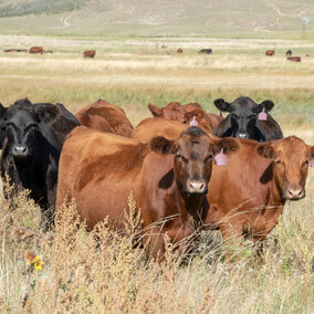 Heifers on rangeland