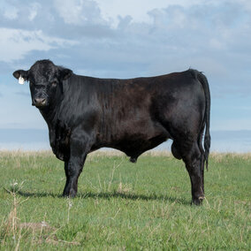 Bull on pasture