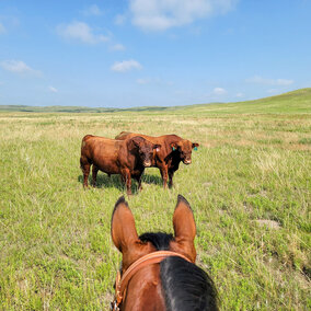 looking upon two bulls in a pasture from the saddle of a horse