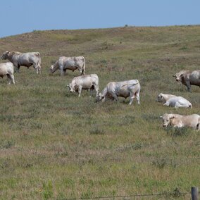 bulls in a field