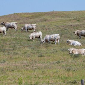 A group of bulls graze in a pasture