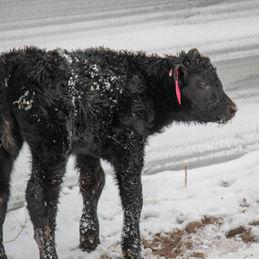 calf in the snow