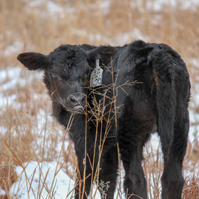 Calf on range