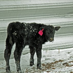 Calf in front of windbreak