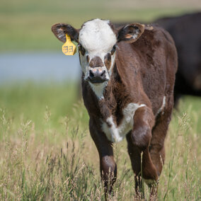 Calf on range