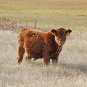 Weaned calf on meadow