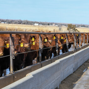 Calves at bunk