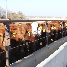 calves eating