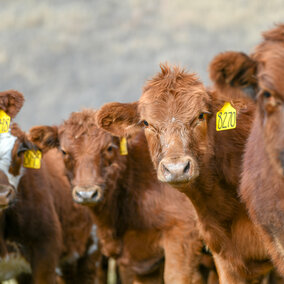 Weaned calves