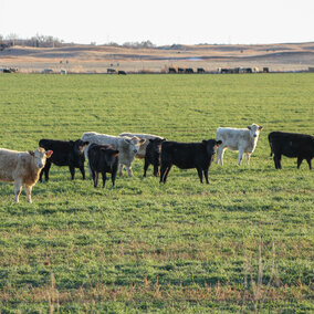 Calves grazing rye