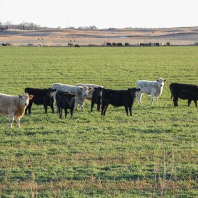 several cows grazing cereal grains