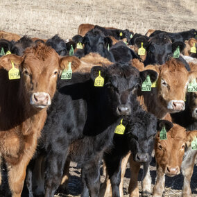 Calves in a pasture