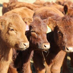 Feeder calves