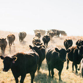 Cattle walking through a dusty pasture.