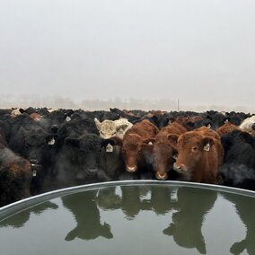 Cattle gathered around a water trough on a foggy day.