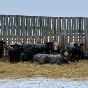 Cattle on bedding