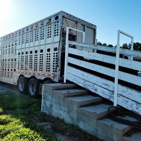 cattle walking up shoot into transport vehicle