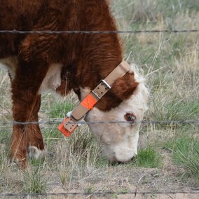 heifer grazing cheatgrass