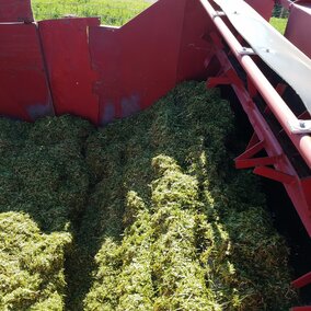 Chopped silage