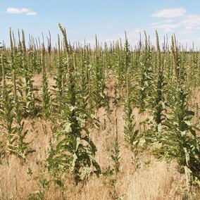 Common mullein