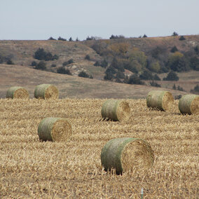 Cornstalk bales