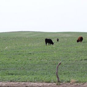 Spring cover crop grazing
