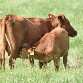 Cow and calf in pasture