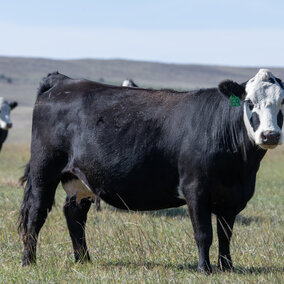 Cows on pasture