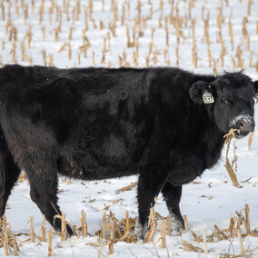 cow on corn residue