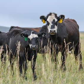 Cow and calf grazing