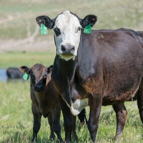 Cow and calf grazing