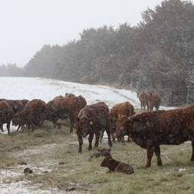 Cows and calves feeding in the snow