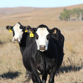 Cows in pasture